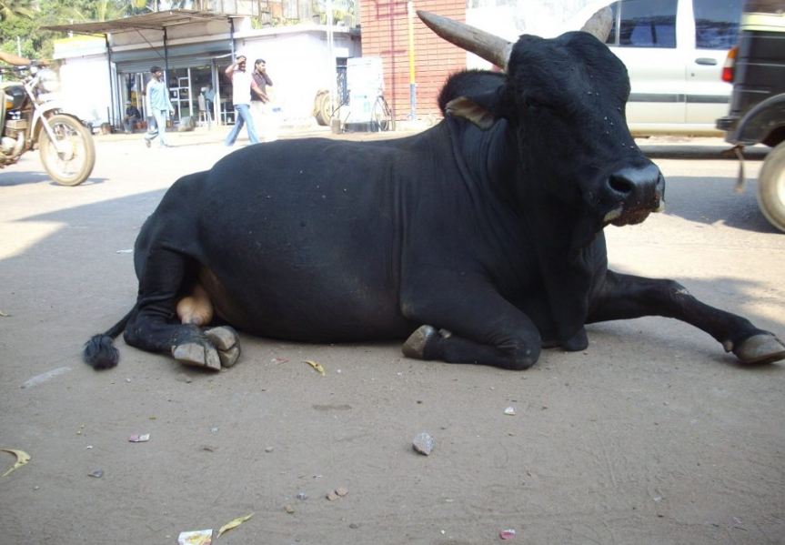 हल्द्वानीः धनतेरस पर खरीददारी को उमड़ी भीड़, तभी बाजार में घुसा सांड़