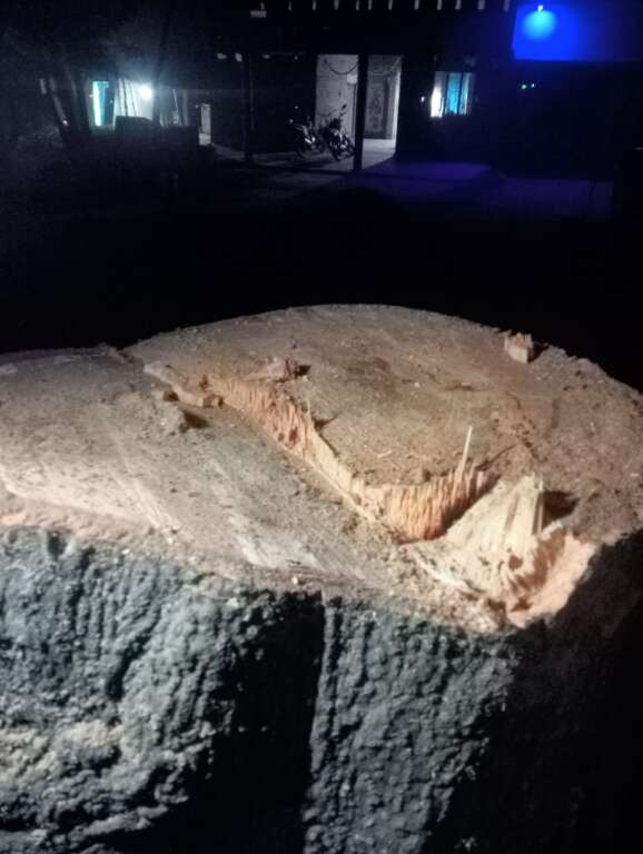 हल्द्वानी: लकड़ी तस्करी रोकने पर प्लांटेशन वाचर को धमकी, SOG प्रभारी पर पिस्टल तानने का आरोप