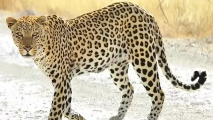 आंगन में खेल रही बच्ची को उठा ले गया गुलदार, रात में जंगल में मिला शव