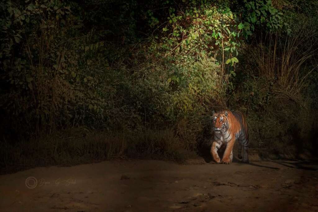 रामनगर: वन प्रभाग की कोटा रेंज में बाघ का हमला, मजदूर को मारकर जंगल में घसीटा