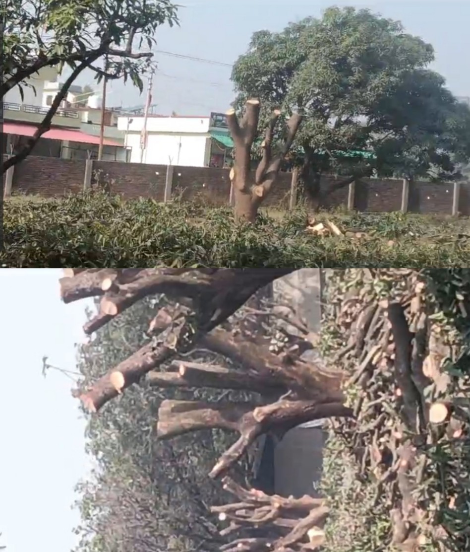 हल्द्वानी में भू माफिया द्वारा बिना परमिशन के पेड़ों की लैंपिंग के नाम पर लगातार हरे भरे फलदार वृक्षों का हो रहा कटान 