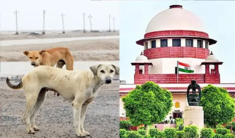 आवारा कुत्तों पर सुप्रीम कोर्ट का सख्त रुख: काटने पर अब सरकार ही नहीं, डॉग फीडर्स भी होंगे जिम्मेदार